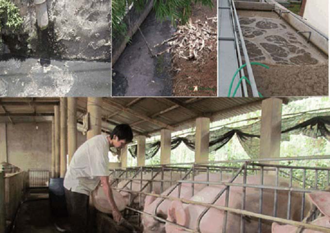 xử lý nước thải chăn nuôi lợn